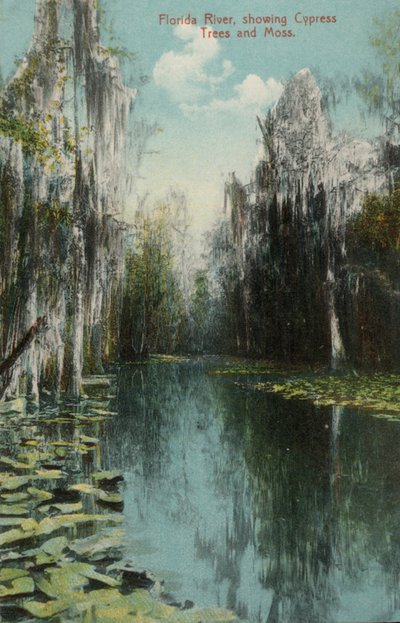 Florida River, ukazující cypřiše a mechy (foto) od American Photographer (after)