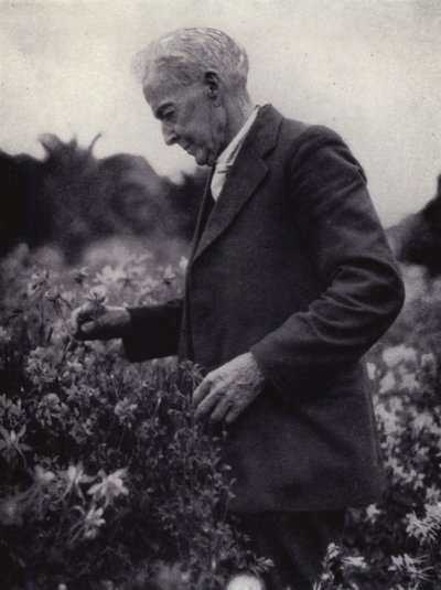 Luther Burbank mezi svými květinami (černobílá fotografie) od American Photographer (after)