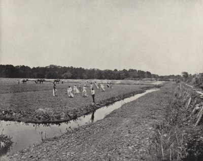 Pěstování rýže v Severní Karolíně (černobílá fotografie) od American Photographer (after)