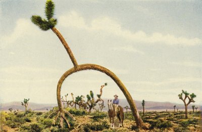 Obří kastus v Mohavské poušti (barevné foto) od American Photographer