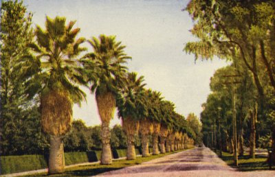 Palmová promenáda u Los Angeles (barevné foto) od American Photographer