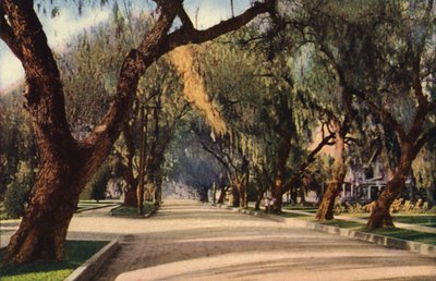 Pepřová alej, Pasadena (barevné foto) od American Photographer