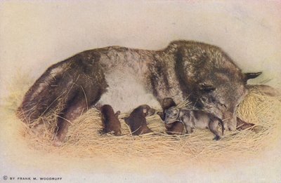 Chicago: Timber Wolf and Young, Lincoln Park (barevné foto) od American Photographer