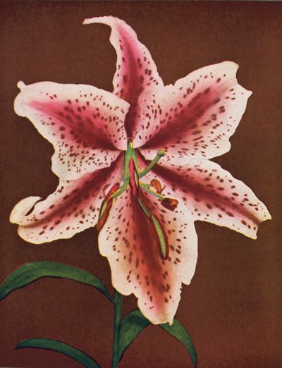 Lilie: Lilium Auratum, Crimson Queen (barevné foto) od American Photographer