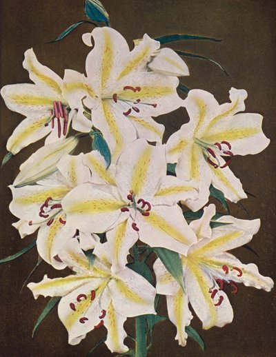 Lilie: Lilium Auratum Platyphyllum (barevné foto) od American Photographer