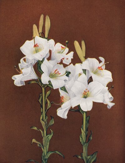 Lilie: Lilium Candidum (barevné foto) od American Photographer