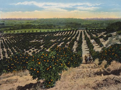 Pomerančový háj u Colfaxu, Kalifornie (barevné foto) od American Photographer