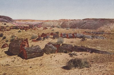 Zkamenělý les, Arizona (kolorovaná fotografie) od American Photographer