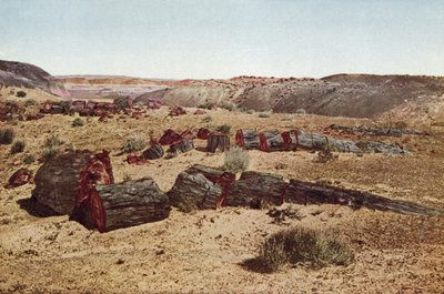 Petrified Forest, Arizona (barevná fotografie) od American Photographer