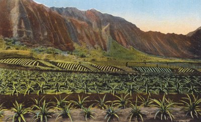 Ananasová plantáž, Oahu (barevné foto) od American Photographer