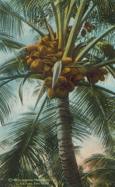 Porto Rico / Portoriko: Kakaovníky rostoucí v Porto Ricu (barevné foto) od American Photographer