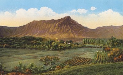 Rýžová pole, Oahu (barevné foto) od American Photographer