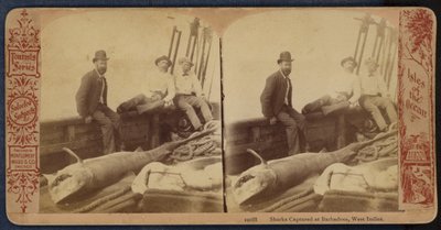 Žraloci zachycení na Barbadosu, Západní Indie (čb fotografie) od American Photographer