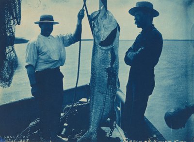 "Tarpon nebo stříbrný král",29. října od American Photographer
