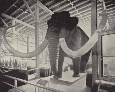 Velký sibiřský mamut od American Photographer