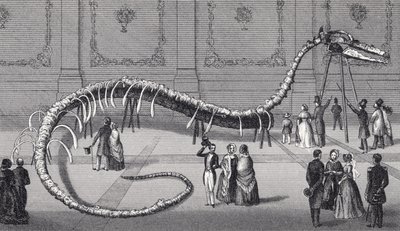 114 stop dlouhá kostra nepravého mořského hada "Hydrarchos harlani", cca 1845 od American School
