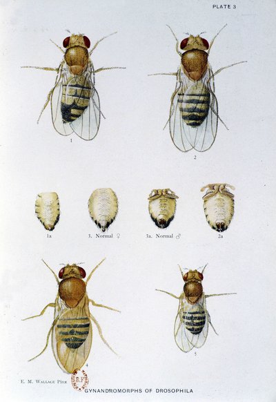 Abeilles - v "" Příspěvky ke genetice drosophila melanogaster ", Thomas H. Morgan od American School