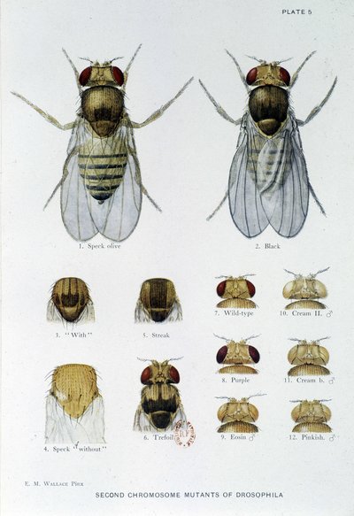 Abeilles - v "" Příspěvky ke genetice drosophila melanogaster ", Thomas H. Morgan od American School