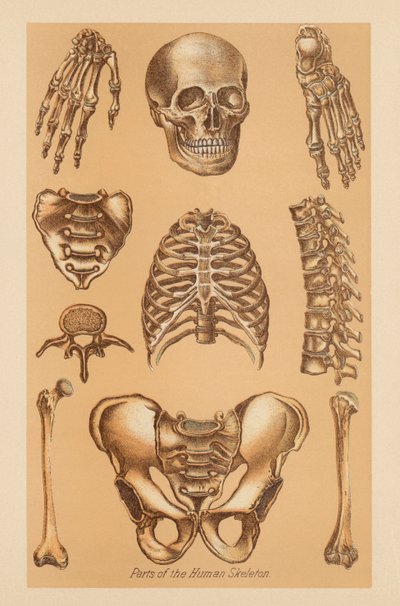 Anatomická studie lidské kostry od American School