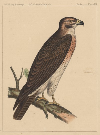 Ptáci, deska XII, 1855 od American School