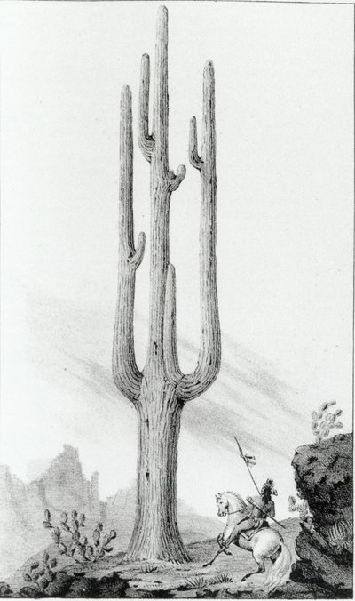 Cereus Giganteus od American School