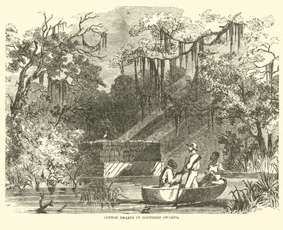 Bavlněné hromady v Southern Swamps, červenec 1862 od American School