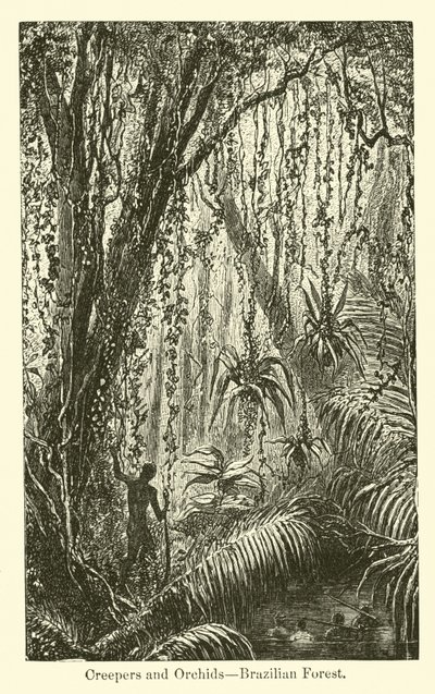 Popínavé rostliny a orchideje, Brazilský les od American School