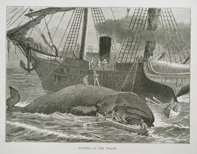Cutting up the Whale, from The American Whale Fishery, c.1850 (rytina) od American School