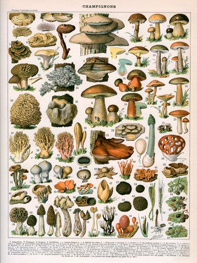 Dekorativní tisk "Champignons", Demoulin od American School