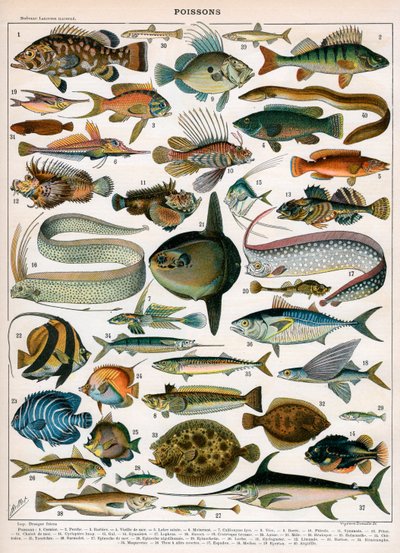 Dekorativní tisk "Poissons" od Demoulin od American School