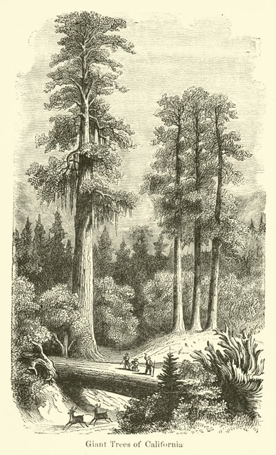 Giant Trees of California od American School