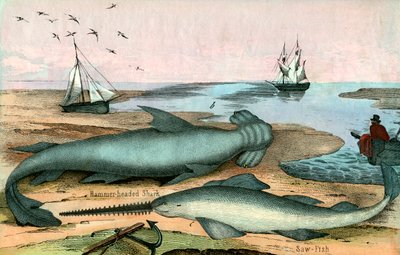 Žralok kladivoun a Sawfish od American School
