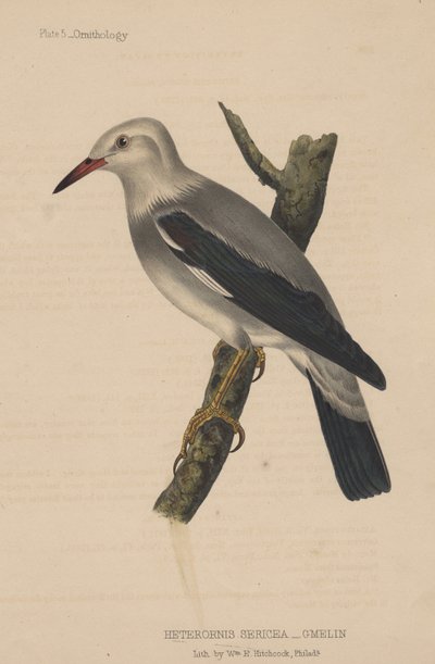 Heterornis Sericea (Gmelin), 1855 od American School