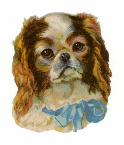 King Charles Cavalier Spaniel od American School