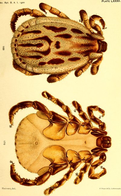 Samec Dermacentor reticulatus, ilustrace z "Klíšťata skotu (Ixodoidea) ze Spojených států" od American School