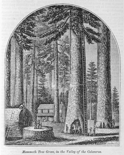 Mamutí stromový háj v údolí Calaveras, z „Naše celá země: Minulost a současnost, historické a popisné“, od Johna Warnera Barbera a Henryho Harea, 1861 od American School