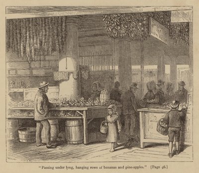"Procházíme pod dlouhými visutými řadami banánů a ananasů" (rytina) od American School