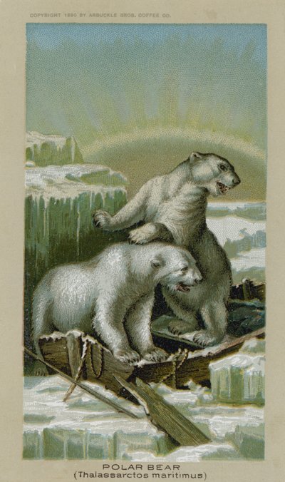 Lední medvěd, Thalassarctos Maritimus (chromolitho) od American School