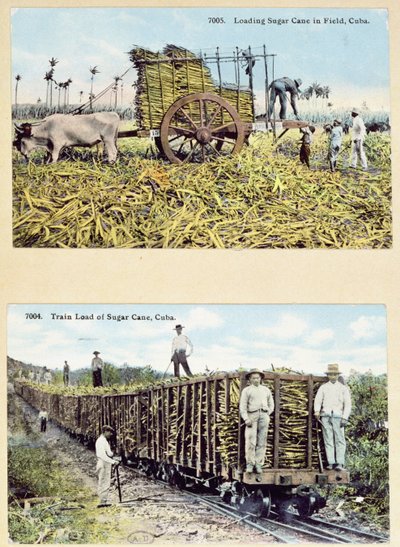 Pohlednice zobrazující plantáže cukrové třtiny na Kubě, kolem roku 1910 od American School