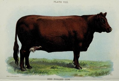 Red Polled Cow, z 