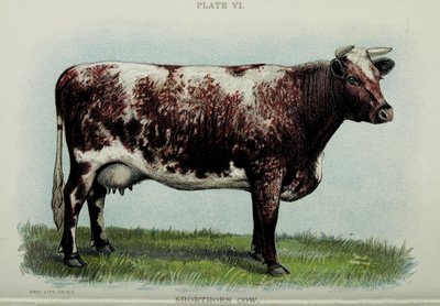 Kráva Shorthorn, z knihy "Biggle Cow Book" od Jacoba Biggle, 1898 od American School
