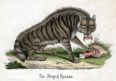 Pruhovaná hyena, z Přírodní historie zvířat od American School