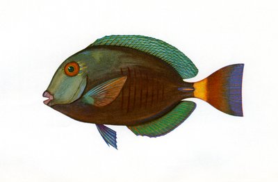Vintage tisk hnědého Surgeonfish od American School