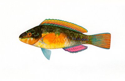 Vintage tisk z Bullethead Parrotfish od American School