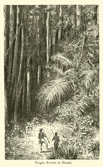 Virgin Forest v Brazílii od American School