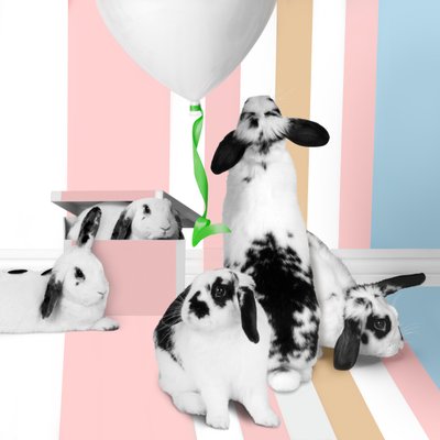 Zajíčci 01, 2018 (fotografie) od Ana Carolina Tavares Mizrahi