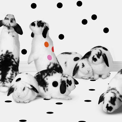 Zajíčci 02, 2018 (fotografie) od Ana Carolina Tavares Mizrahi