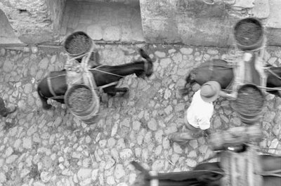 ASSES TRANSPORT GRAPE, Melissa od Ando Gilardi