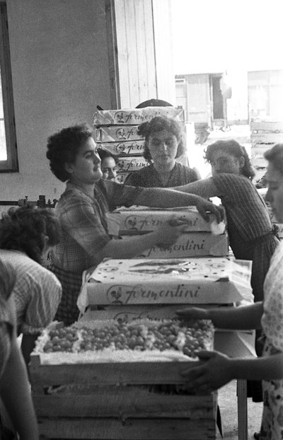 HOŘKÉ HROZNY - ZNAČKOVÉ BALENÍ od Ando Gilardi