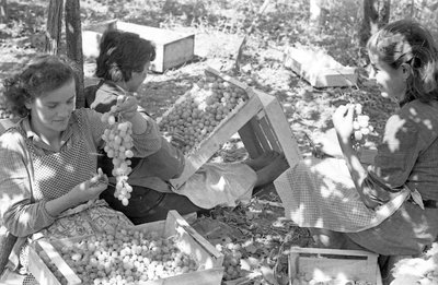 HOŘKÉ HROZNY - BALENÍ POD PERGOLOU od Ando Gilardi